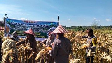 Polres Kuansing Gelar Panen Raya Jagung, Dukung Ketahanan Pangan Nasional
