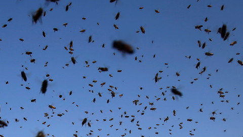 Nasib Tragis Lebah Jantan: Mengapa Mereka Mati Usai Kawin dengan Ratu