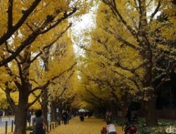 Musim Gugur di Jepang 2024: Panduan Lengkap Destinasi & Tips Foto [Terbaru]