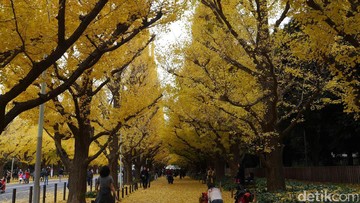 Musim Gugur di Jepang 2024: Panduan Lengkap Destinasi & Tips Foto [Terbaru]