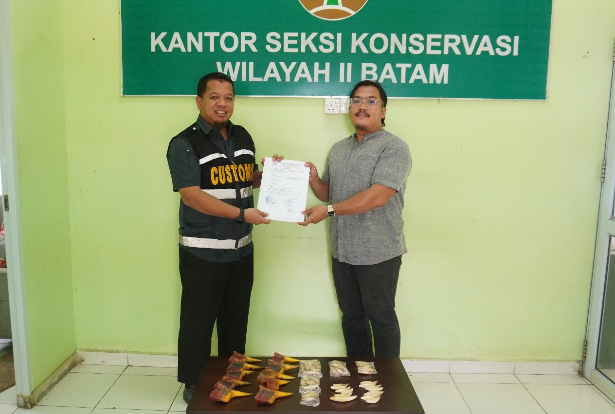 Bea Cukai Batam Gagalkan Penyelundupan Paruh Rangkong Gading & Taring Beruang Madu