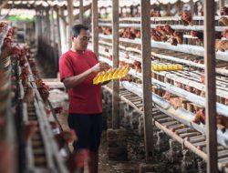 Mentan Bangun Peternakan Ayam Petelur Baru untuk Tekan Harga, Ini Daftar Provinsinya