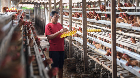Mentan Bangun Peternakan Ayam Petelur Baru untuk Tekan Harga, Ini Daftar Provinsinya