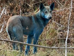 Anjing Biru Chernobyl: Fakta Mengejutkan di Balik Warna Unik Mereka