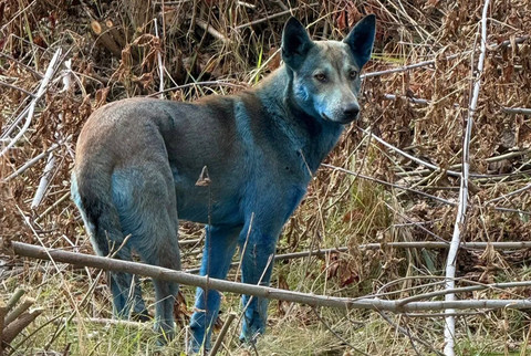 Anjing Biru Chernobyl: Fakta Mengejutkan di Balik Warna Unik Mereka