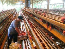 Pertumbuhan Ekonomi Indonesia 5,04%, Sektor Peternakan Melonjak 6,51%