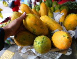 7 Manfaat Pepaya untuk Pria: Tingkatkan Kualitas Cairan, Gairah & Imunitas