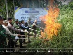 BNN Musnahkan Ladang Ganja 69 Ton di Aceh Utara: 6 Lokasi dan 97 Ribu Batang Digagalkan