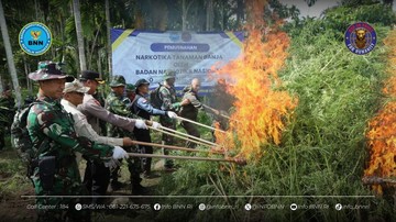 BNN Musnahkan Ladang Ganja 69 Ton di Aceh Utara: 6 Lokasi dan 97 Ribu Batang Digagalkan