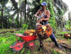 Modus Under-Invoicing Ekspor CPO: DJP Ungkap Potensi Kerugian Negara Rp 140 Miliar