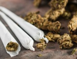 BNN dan Polisi Gerebek Kampung Ambon, Puluhan Ditangkap dan Ganja Disita