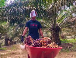 Modus Under-Invoicing Eksportir Sawit: DJP Ungkap Potensi Kerugian Negara Rp 140 Miliar