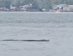 Buaya 3 Meter Muncul di Teluk Manado, BPBD-BKSDA Lakukan Patroli Intensif
