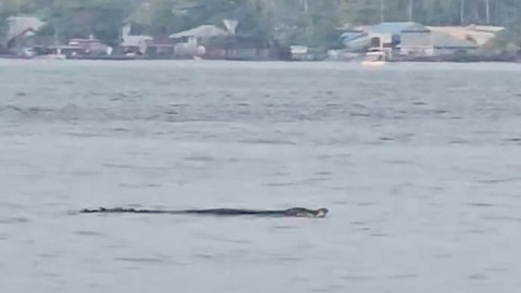 Buaya 3 Meter Muncul di Teluk Manado, BPBD-BKSDA Lakukan Patroli Intensif
