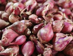 5 Manfaat Bawang Merah untuk Kesehatan: Meningkatkan Imun hingga Cegah Kanker