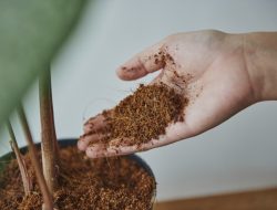 UMKM Banyumas Ekspor Perdana Cocopeat ke Taiwan, Dukungan Bea Cukai Purwokerto