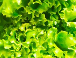 Desentralisasi Ketahanan Pangan: Solusi Atasi Kesenjangan & Raih Kemandirian Pangan