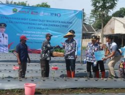 TPID Kota Malang Tanam 3.000 Bibit Cabai, Strategi Tekan Inflasi & Stabilkan Harga