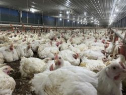 Investasi Rp 20 Triliun Kementan untuk Peternakan Ayam & Telur Dukung Makan Bergizi Gratis