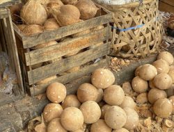 Targetkan Harga Kelapa Rp 6.000 per Butir, Mentan Genjot Hilirisasi