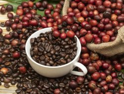 Ekspor Kopi Indonesia ke Korea Selatan Melonjak dengan Kerjasama Strategis Kota Goyang