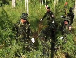 BNN Musnahkan 97.000 Batang Ganja di Ladang 6,5 Hektare Aceh Utara