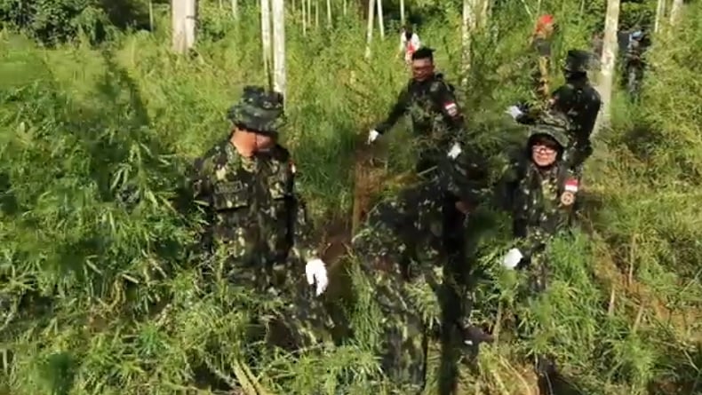 BNN Musnahkan 97.000 Batang Ganja di Ladang 6,5 Hektare Aceh Utara