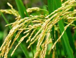 Pemerintah Gelontorkan Rp371 Triliun untuk Hilirisasi Pertanian, Targetkan 8 Juta Lapangan Kerja