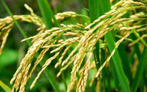 Pemerintah Gelontorkan Rp371 Triliun untuk Hilirisasi Pertanian, Targetkan 8 Juta Lapangan Kerja