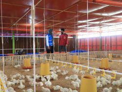 Kementan Bangun Peternakan Ayam Rp 20 Triliun: Solusi untuk Program Makan Bergizi Gratis