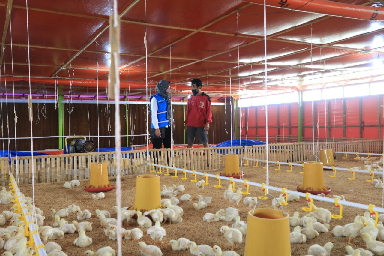 Kementan Bangun Peternakan Ayam Rp 20 Triliun: Solusi untuk Program Makan Bergizi Gratis