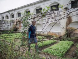 Lapas Ambarawa: Ladang Kemandirian & Ketahanan Pangan bagi Warga Binaan