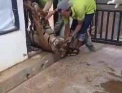 Harimau Sumatera Bakas Mati di Kandang, Diduga Akibat Pendarahan Otak