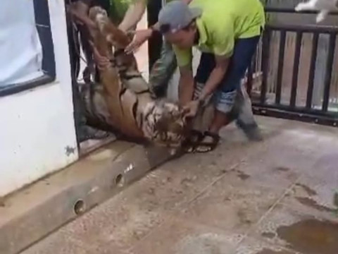 Harimau Sumatera Bakas Mati di Kandang, Diduga Akibat Pendarahan Otak