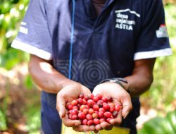 Ekspor Perdana Kopi Bajawa Ngada Capai Rp 1,65 M, Astra Kirim 15 Ton ke Thailand