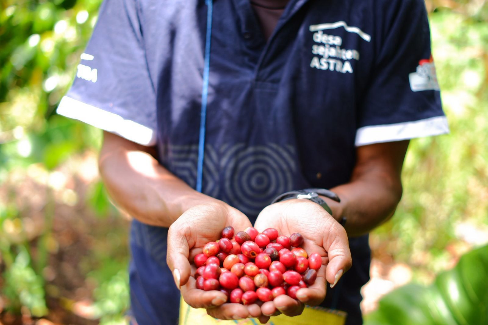 Ekspor Perdana Kopi Bajawa Ngada Capai Rp 1,65 M, Astra Kirim 15 Ton ke Thailand