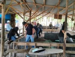 Polres Kampar Gagalkan Judi Sabung Ayam Nasional di Riau, Begini Modus Barunya