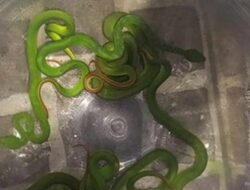 Waspada! 8 Ular Viper Hijau Ekor Merah Berbisa Tinggi Ditemukan di Perumahan Demak