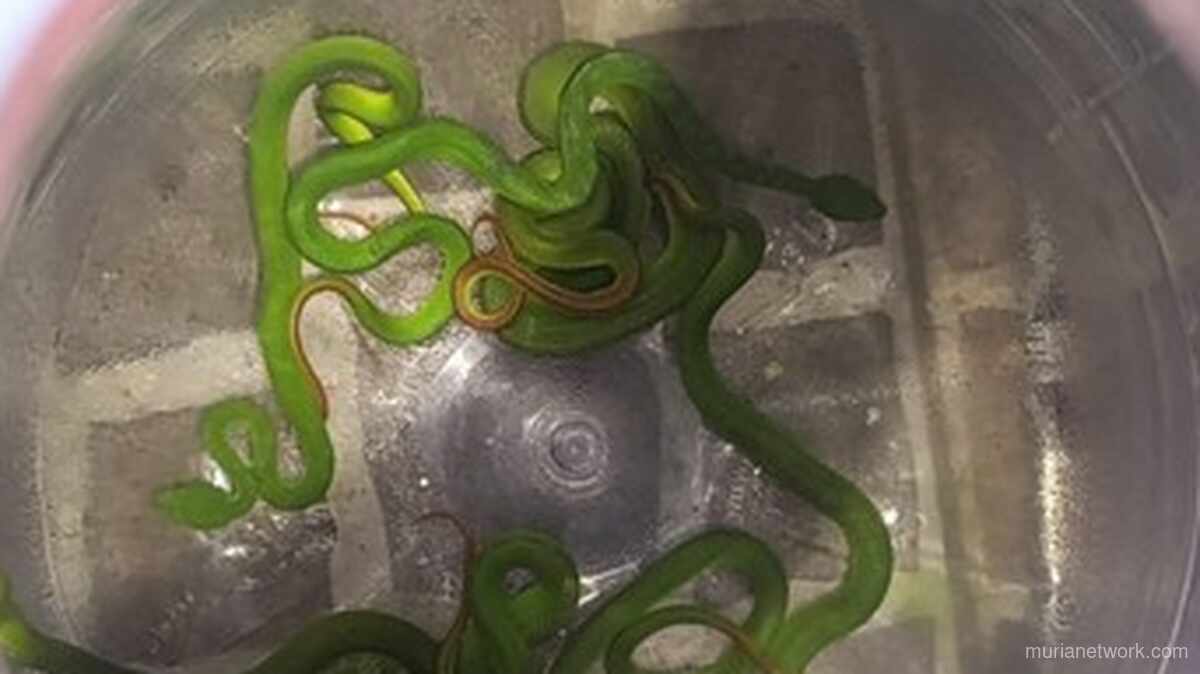 Waspada! 8 Ular Viper Hijau Ekor Merah Berbisa Tinggi Ditemukan di Perumahan Demak