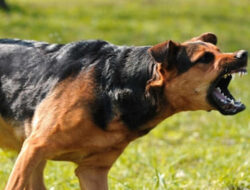 Gigitan Anjing Liar di Sekadau: 3 Korban Divaksin Rabies, Ini Kronologinya