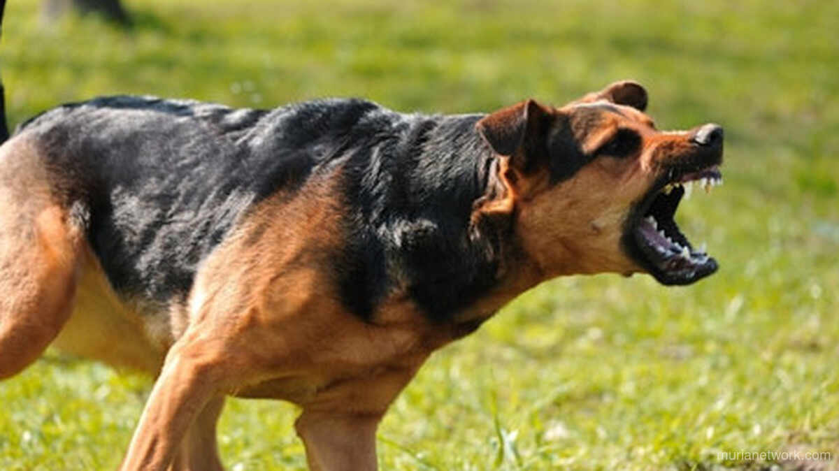 Gigitan Anjing Liar di Sekadau: 3 Korban Divaksin Rabies, Ini Kronologinya