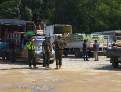 Operasi Gabungan RI-Malaysia Sita 257 Tanduk Rusa Ilegal di Perbatasan Bengkayang