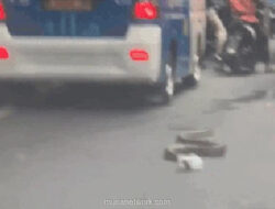 Ular Sanca Raksasa Melintas di Jakarta Selatan: Kronologi & Fakta Penangkapan