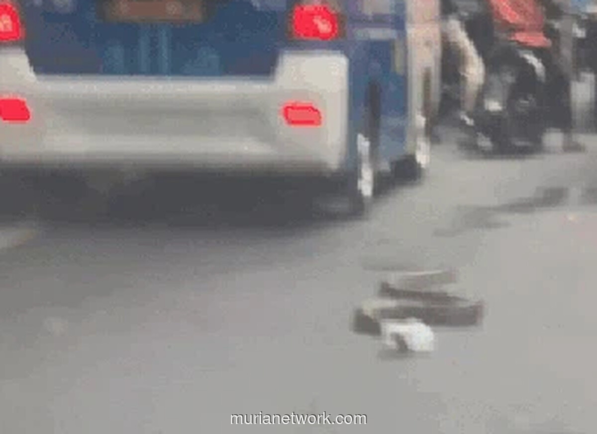 Ular Sanca Raksasa Melintas di Jakarta Selatan: Kronologi & Fakta Penangkapan