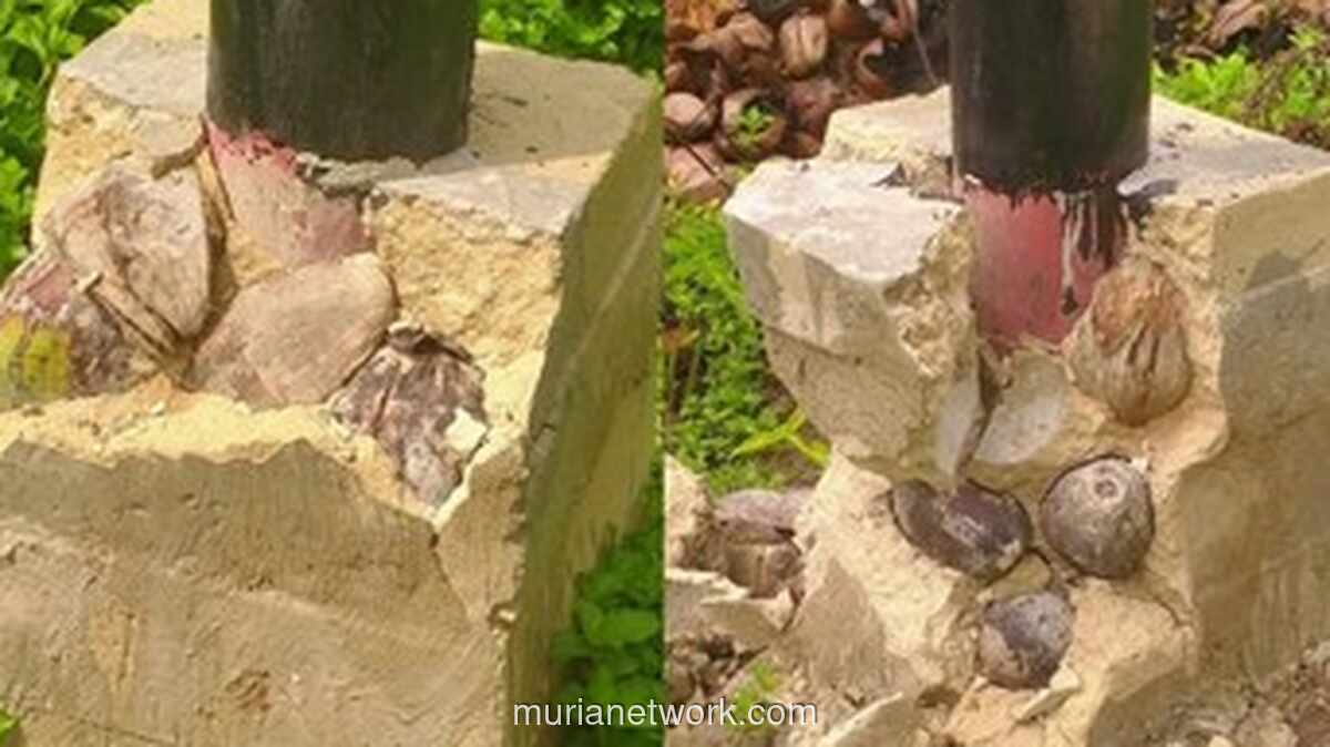 Viral Pondasi Tiang Listrik di Sambas Diduga Korupsi, Dalamnya Ditemukan Kelapa