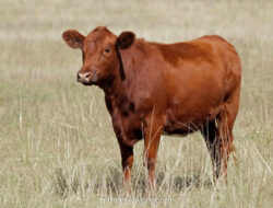 Kasus Penganiayaan Sapi di Rote Ndao: 6 Pria Divonis 6 Bulan Percobaan