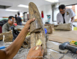 Fosil Gajah Purba Stegodon 800.000 Tahun Ditemukan di Nganjuk, Dipamerkan di Museum Geologi Bandung