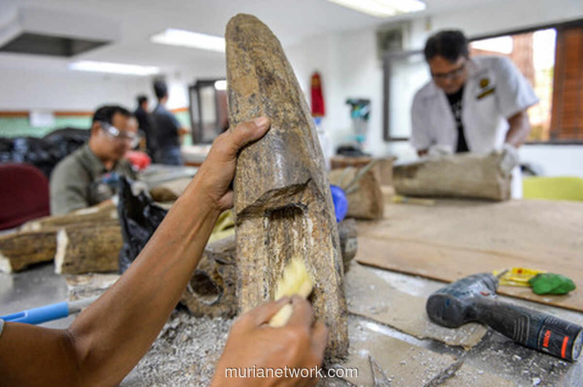 Fosil Gajah Purba Stegodon 800.000 Tahun Ditemukan di Nganjuk, Dipamerkan di Museum Geologi Bandung