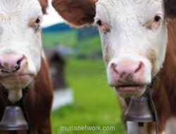 3.000 Sapi Uruguay Terdampar di Laut Turki: Puluhan Mati, Kondisi Mengkhawatirkan