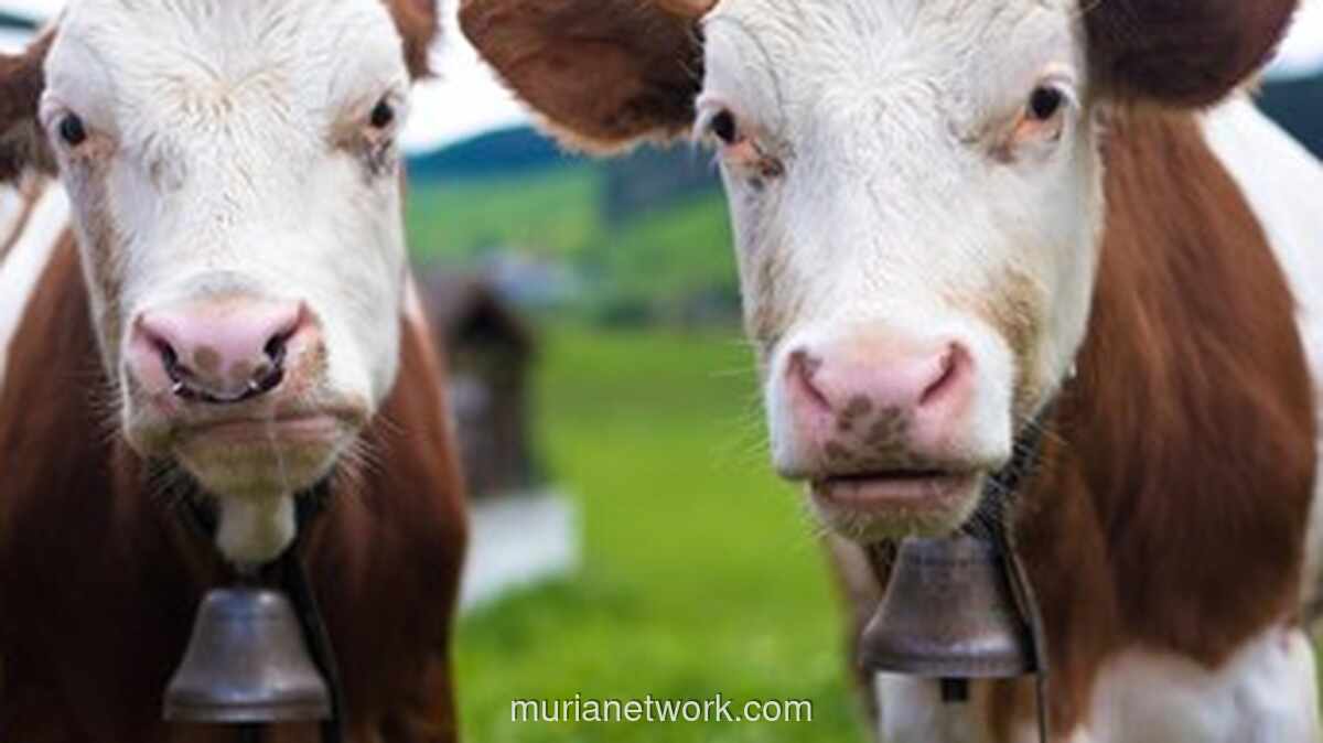 3.000 Sapi Uruguay Terdampar di Laut Turki: Puluhan Mati, Kondisi Mengkhawatirkan